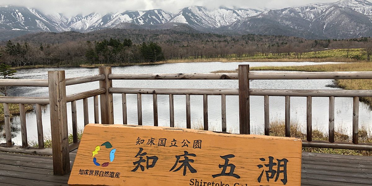 清楚な水芭蕉の群生が美しい知床五湖を散策